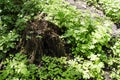Large tree stump in summer forest Royalty Free Stock Photo