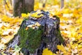 Old mossy tree stump at meadow covered with leaves