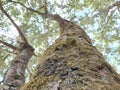 Old mossy trees in the foresr early morning close up of bark of a tree covered in green moss