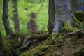 Old mossy trunk near the path