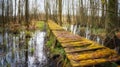 Old mossy wooden bridge in a mysterious wetland forest Royalty Free Stock Photo