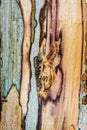 Old mouldering oak wood texture