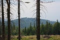 The old mountain forest in the Beskids in Poland. Royalty Free Stock Photo