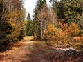 Old forest road with autumn foliage and stream Royalty Free Stock Photo