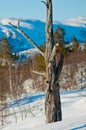 Old mountain tree