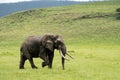 Old muddy male elephant grazes on grass in Ngorongoro Crater Tanzania Royalty Free Stock Photo