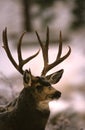 Old Mule Deer Buck Portrait Royalty Free Stock Photo