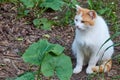 Old multi color ginger and white hungry cat with a sad look outdoor portrait