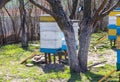 Old multihull hives on apiary in spring. Preparing bees for summer honey harvests. planks for bees that didn't make it