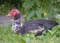 Old muscovy duck portrait Royalty Free Stock Photo