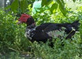 Old muscovy duck portrait Royalty Free Stock Photo