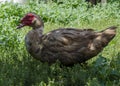 Old muscovy duck portrait Royalty Free Stock Photo