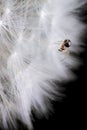 Very Little spider on dandelion on black background