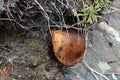 Old mushroom grown in scrup Royalty Free Stock Photo