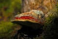 An old mushroom grows on a tree trunk and moss Royalty Free Stock Photo