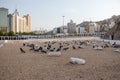 Old muslim graveyard in Mecca city - Jannat al-Mualla. Pigeons and doves in Jannatul-Mualla