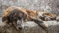 Old mutt sleeping outdoors in a stone bench. A sad and senior stray dog abandoned in the streets. Royalty Free Stock Photo