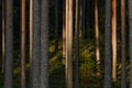 An old mysterious boreal pine grove forest in Estonia, Europe