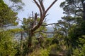 Old mysterious tree in the hiking path to abandoned fortress of Sutomore