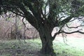 Old mysterious tree on the moors