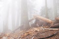 Old mystery forest in dense fog