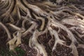 Old mystery roots in forest Royalty Free Stock Photo