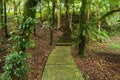 Old mystical road in the forest. Steps sprouted with moss in the forest