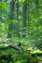 Old natural forest at dawn just rain after Royalty Free Stock Photo