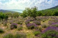 Old natural Levander Field in Tihany Hungary with lake Balaton view