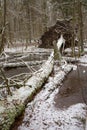 Old natural stand of Bialowieza Forest by water