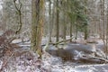 Old natural stand of Bialowieza Forest by water