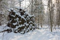 Old natural stand with wind broken tree