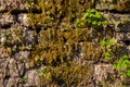 Old natural stone wall covered with green and brown moss and ivy for natural background Royalty Free Stock Photo