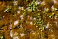 Old natural stone wall covered with green and brown moss and ivy for natural background Royalty Free Stock Photo