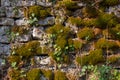 Old natural stone wall covered with green and brown moss and ivy for natural background Royalty Free Stock Photo