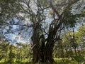 The Old Natural Tree in the middle of village called resan Royalty Free Stock Photo