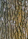 Vertical wood bark for background Royalty Free Stock Photo