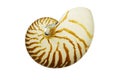 Old Nautilus Shell Royalty Free Stock Photo
