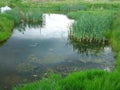 Old neglected pond with dirty water and green grass at the summer on the Zlatibor mountain,