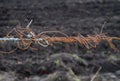 Entangled rusty barbed wire Royalty Free Stock Photo