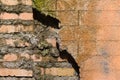 Old and new part of brick wall Royalty Free Stock Photo