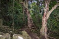 Old New Zealand Forest Trail Royalty Free Stock Photo