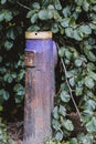 Old non working fire hydrant in dark foliage Royalty Free Stock Photo