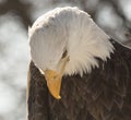 Old North American Bald Eagle bowing his head Royalty Free Stock Photo