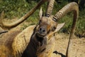 Old nubian ibex closeup