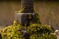 Old nut and bolt connection overgrown with moss, selective focus Royalty Free Stock Photo