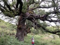 old oak in an ancient forest