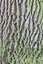 Old oak bark with green moss Royalty Free Stock Photo