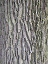 old oak bark in summer Royalty Free Stock Photo