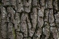 Old oak bark texture Royalty Free Stock Photo